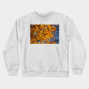 Maple (Acer ), golden yellow autumn leaves hanging from a tree, Germany Crewneck Sweatshirt